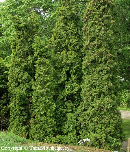 Thuja occidentalis 'Fastigiata' pilarituija Thuja occidentalis 'Fastigiata' pilarituija